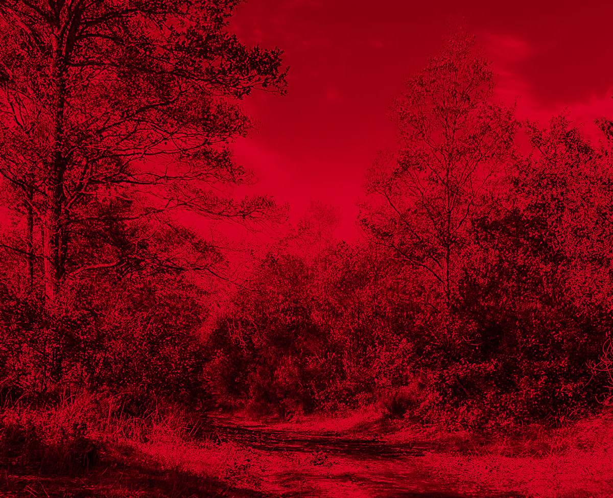 Paşamandıra forest: treescape