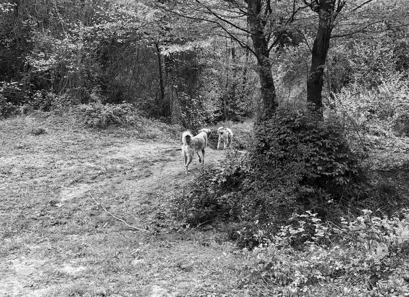 between Bozhane and Kılıçlı Köyü: day-dogs