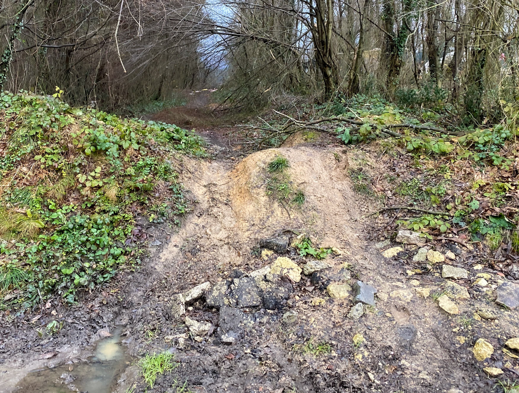 Çavuşbaşı forests: forest track