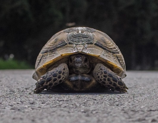 Terkos: a spur-thighed tortoise on a country road