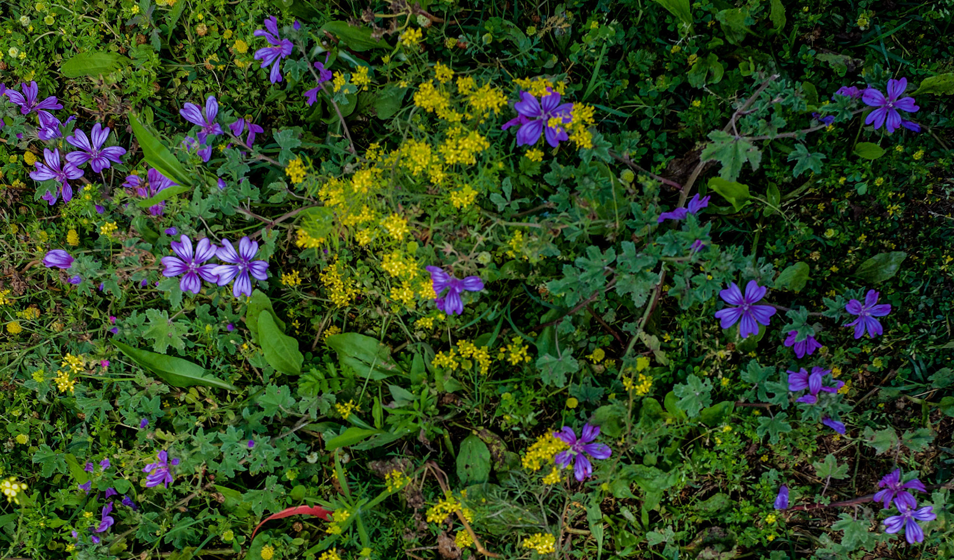between Sazlıbosna and Sazlıdere quarry: common mallow flowers and yellow flowers