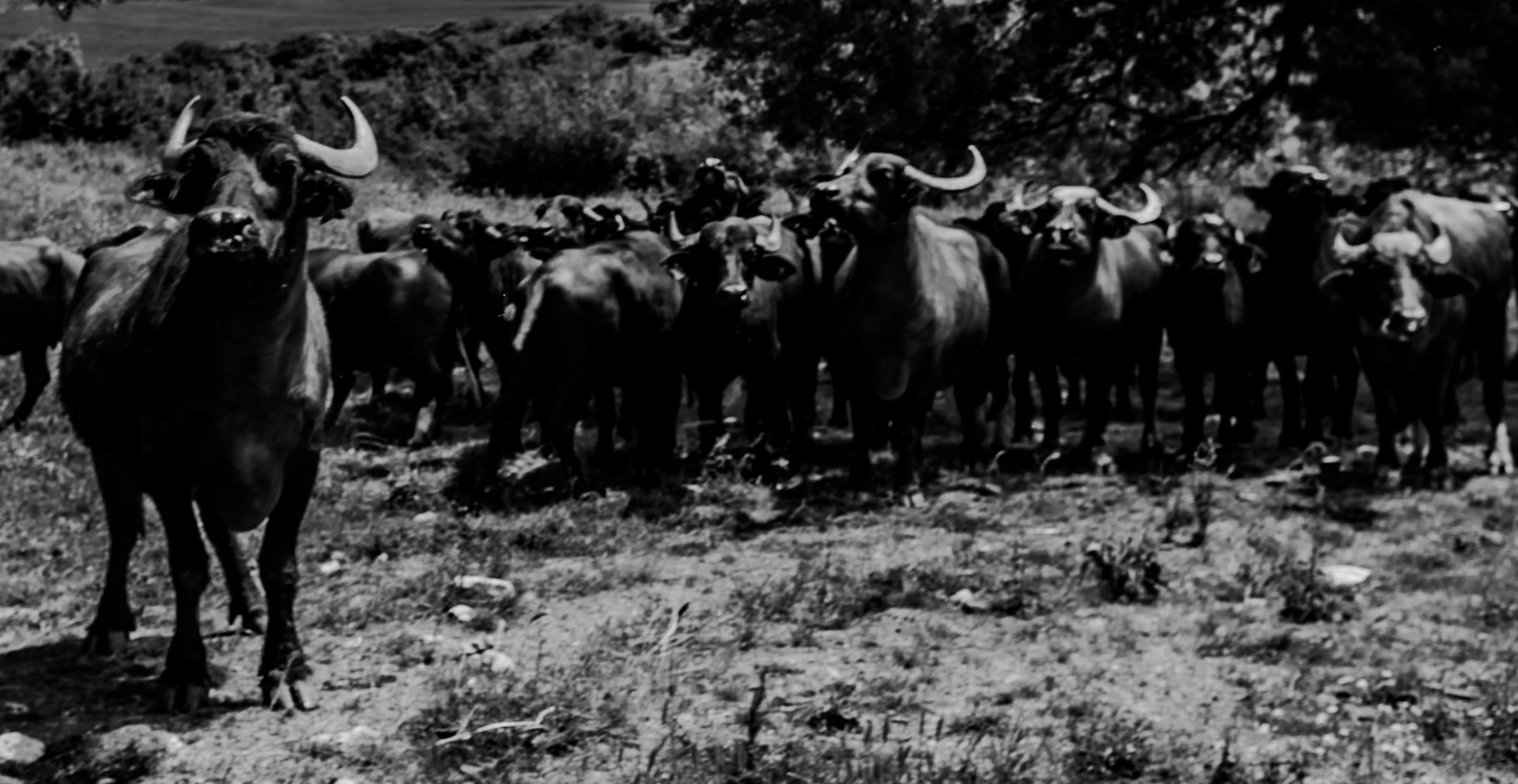 between Baklalı and Dursunköy: a herd of rather excitable water-buffalo