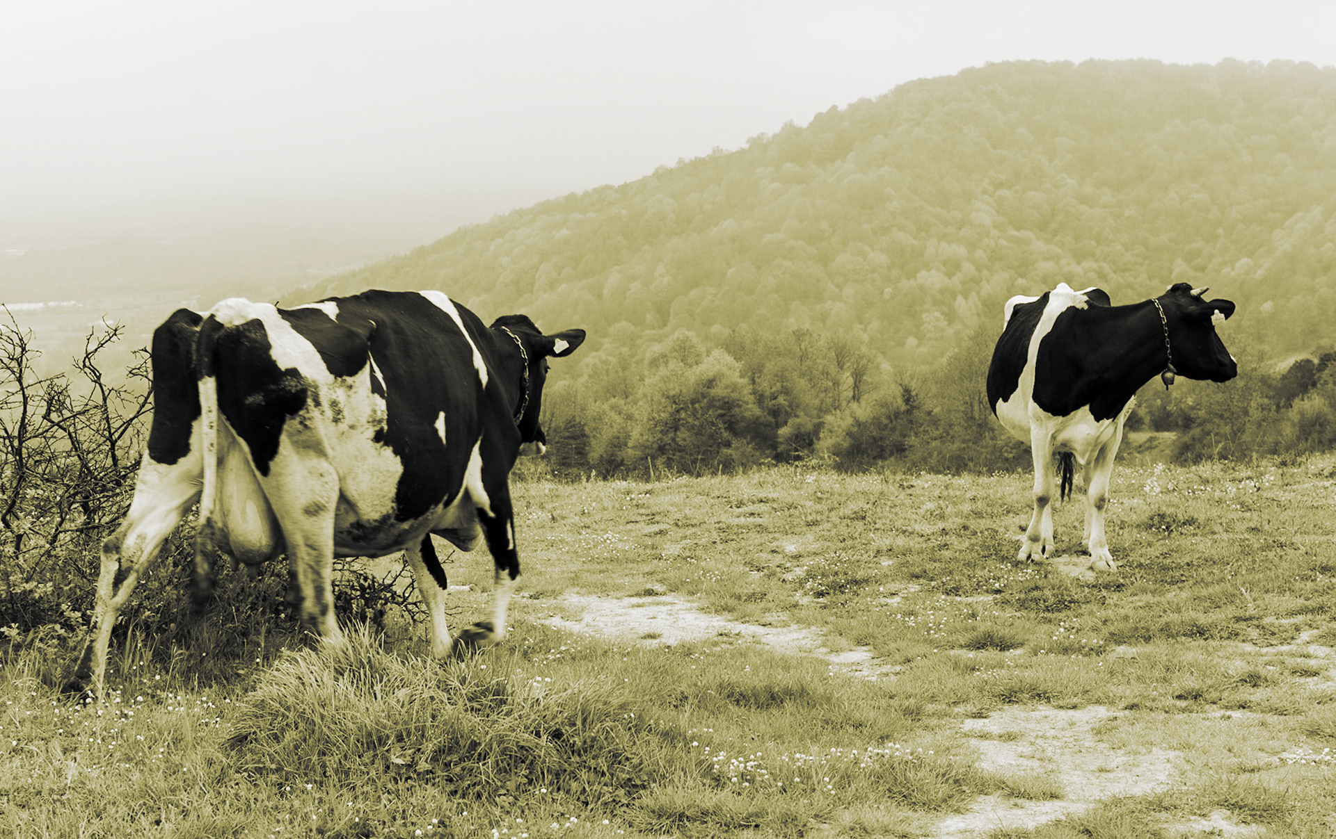 between Bozhane and Kılıçlı Köyü: cows