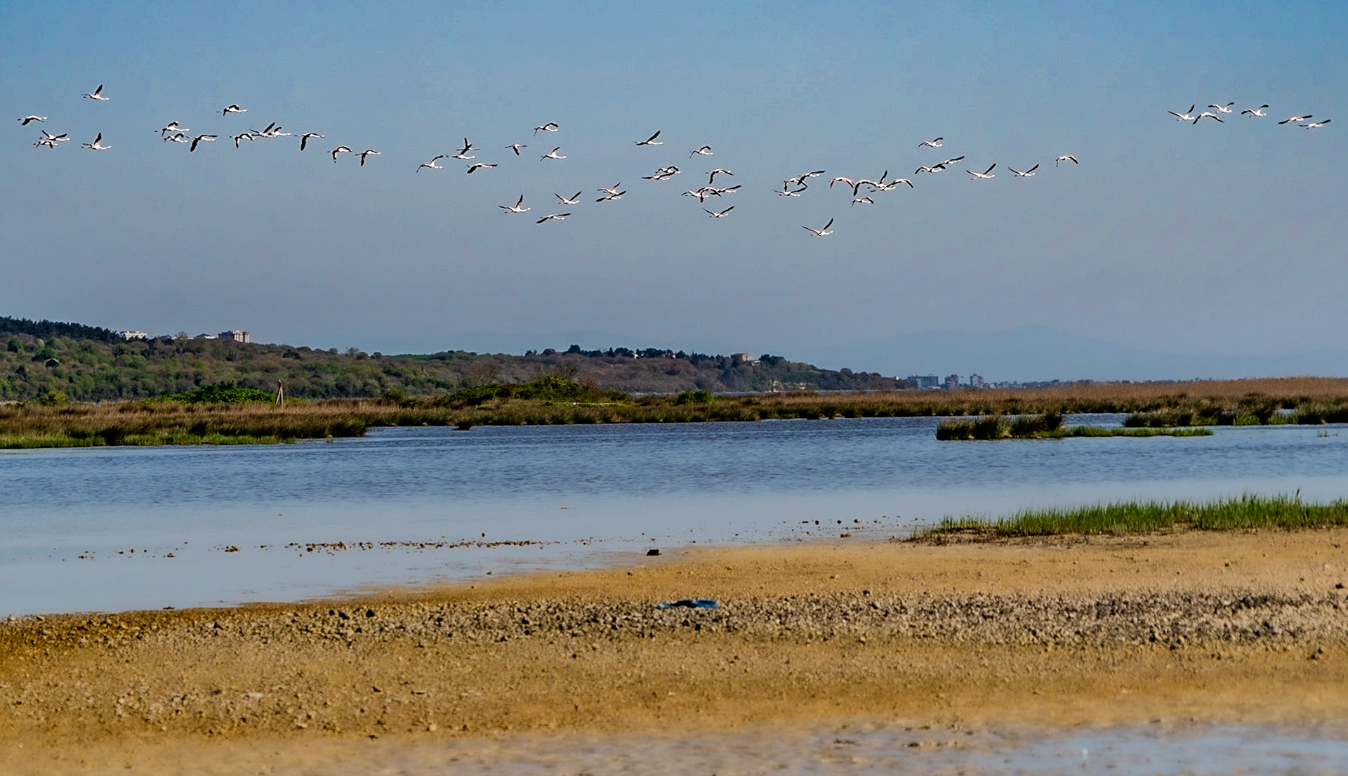 Küçükçekmece NW marsh: flamingos in flight