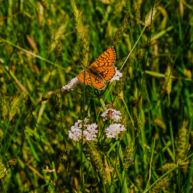 in the shallow Sazlıdere valley between Baklalı and Dursunköy: an orange marsh fritillary butterfly with a bug below it