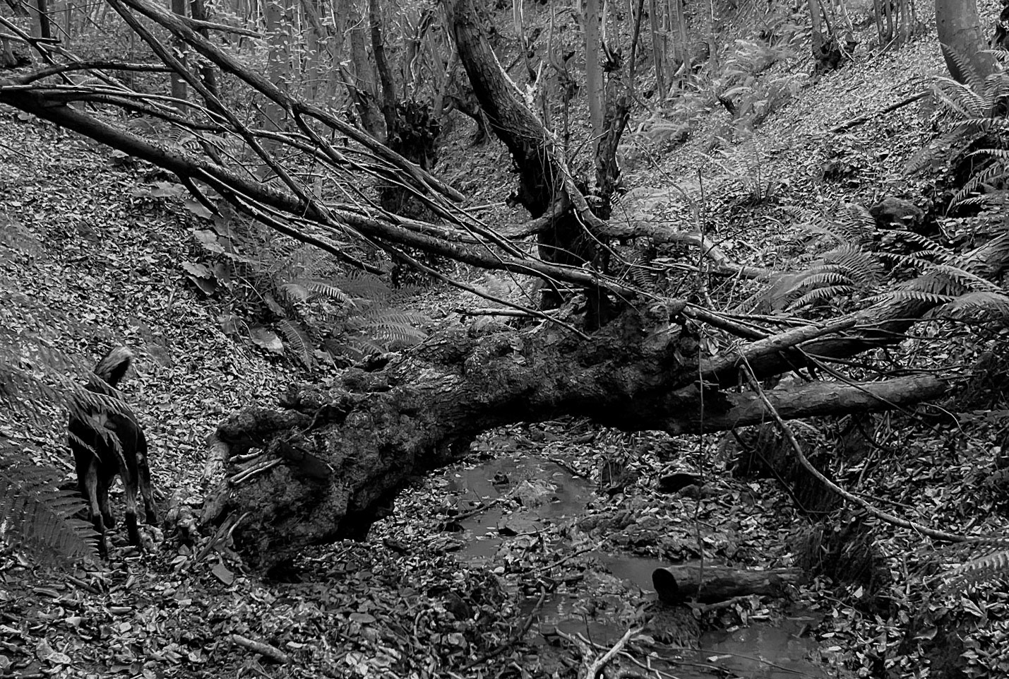 Zerzevat east streamwalk: daydog and old tree