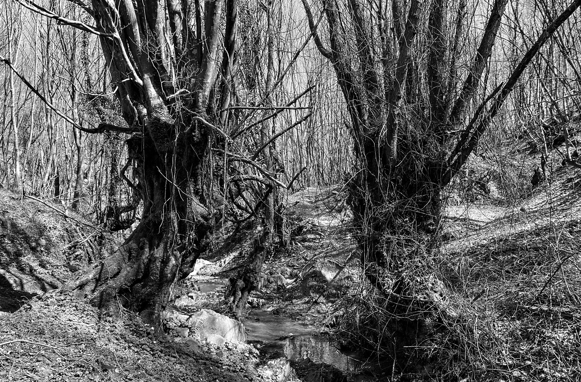 Zerzevat stream valley: old trees