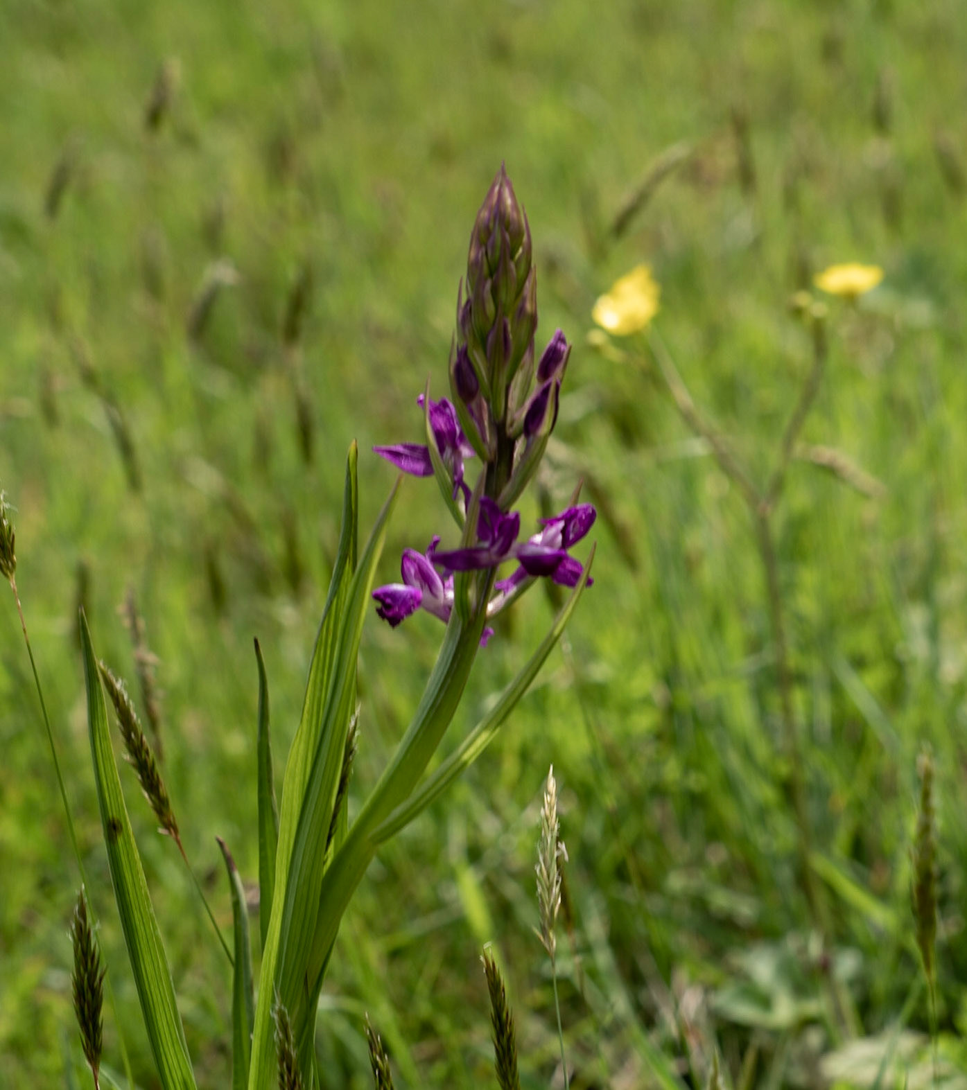 Polonezköy southern flower meadow: purple orchid (I think)