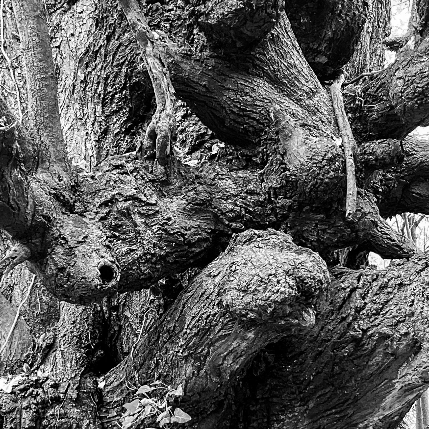 Alibahadır western forest stream valley: ancient tree