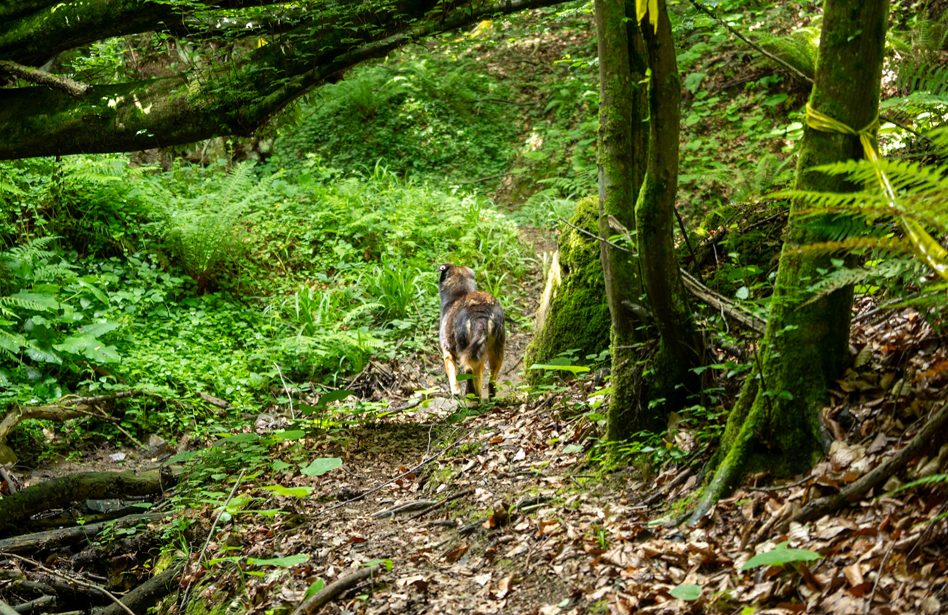 Zerzevatçı streamwalk: 1 of our daydogs