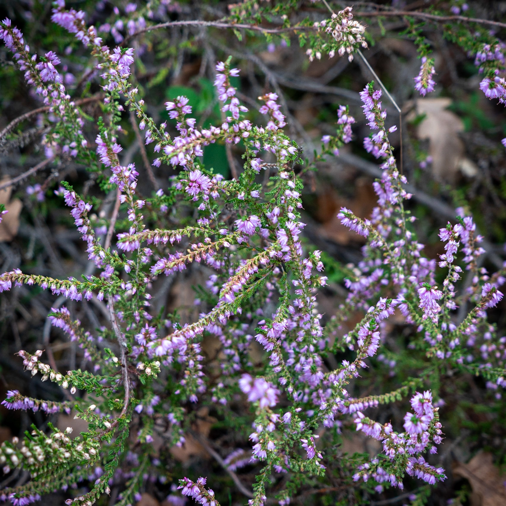 Ömerli reservoir: heather in flower