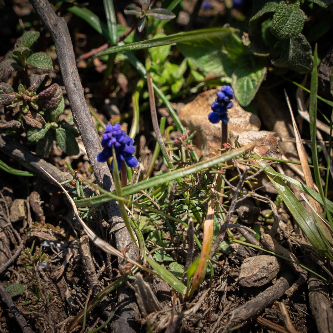 Zerzevat stream valley: wild hyacinths