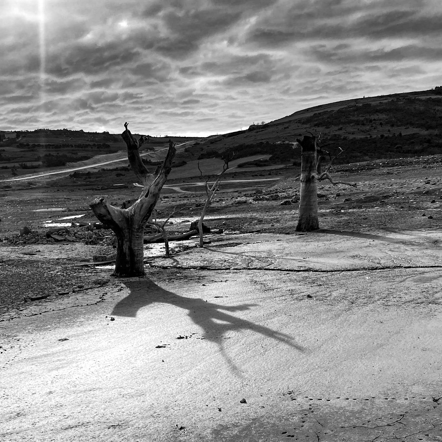 Şamlar: long-submerged and long-dead plane trees in the almost-dry Sazlıdere reservoir bed south of the village