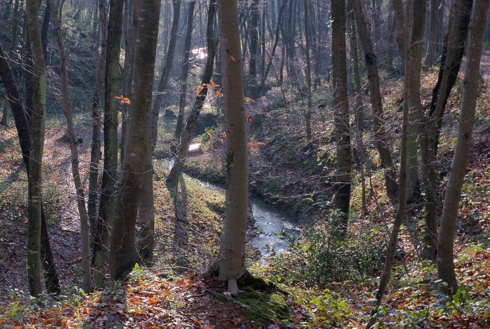 stream in the forest NE of Bahçeköy