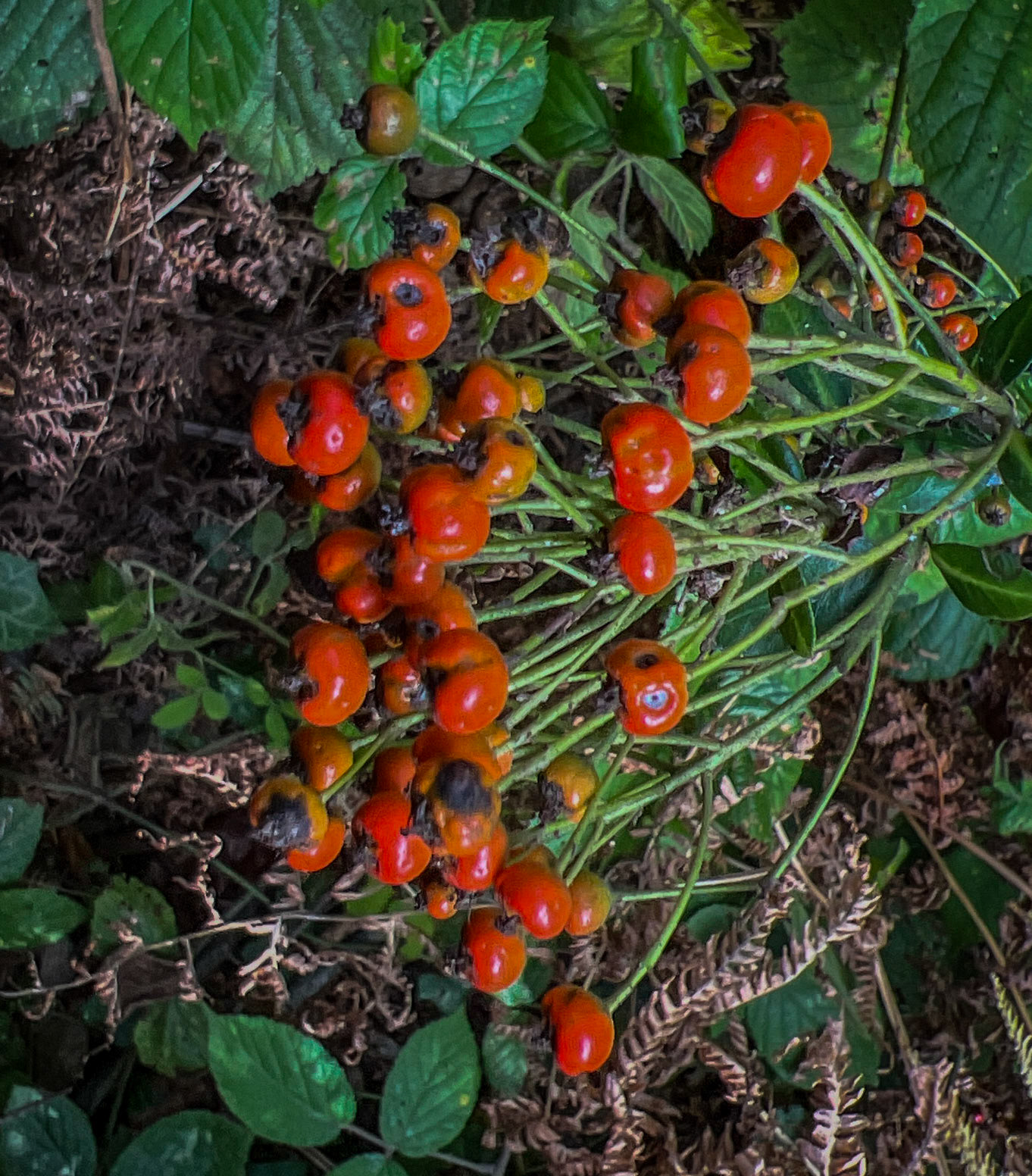 Mahmut Şevket Paşa southern forest and hills: orange berries