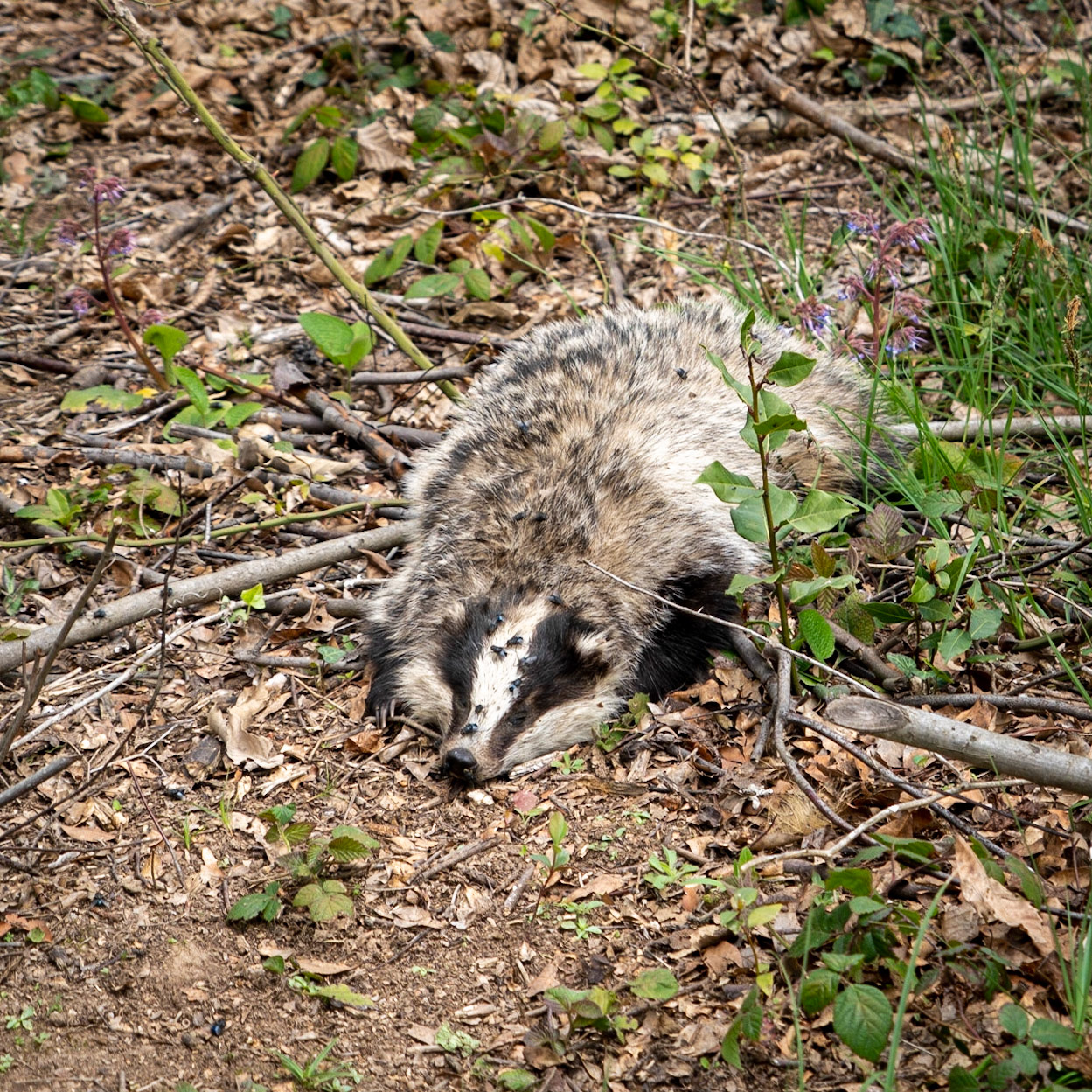 Paşamandıra woodland: a recently-dead badger