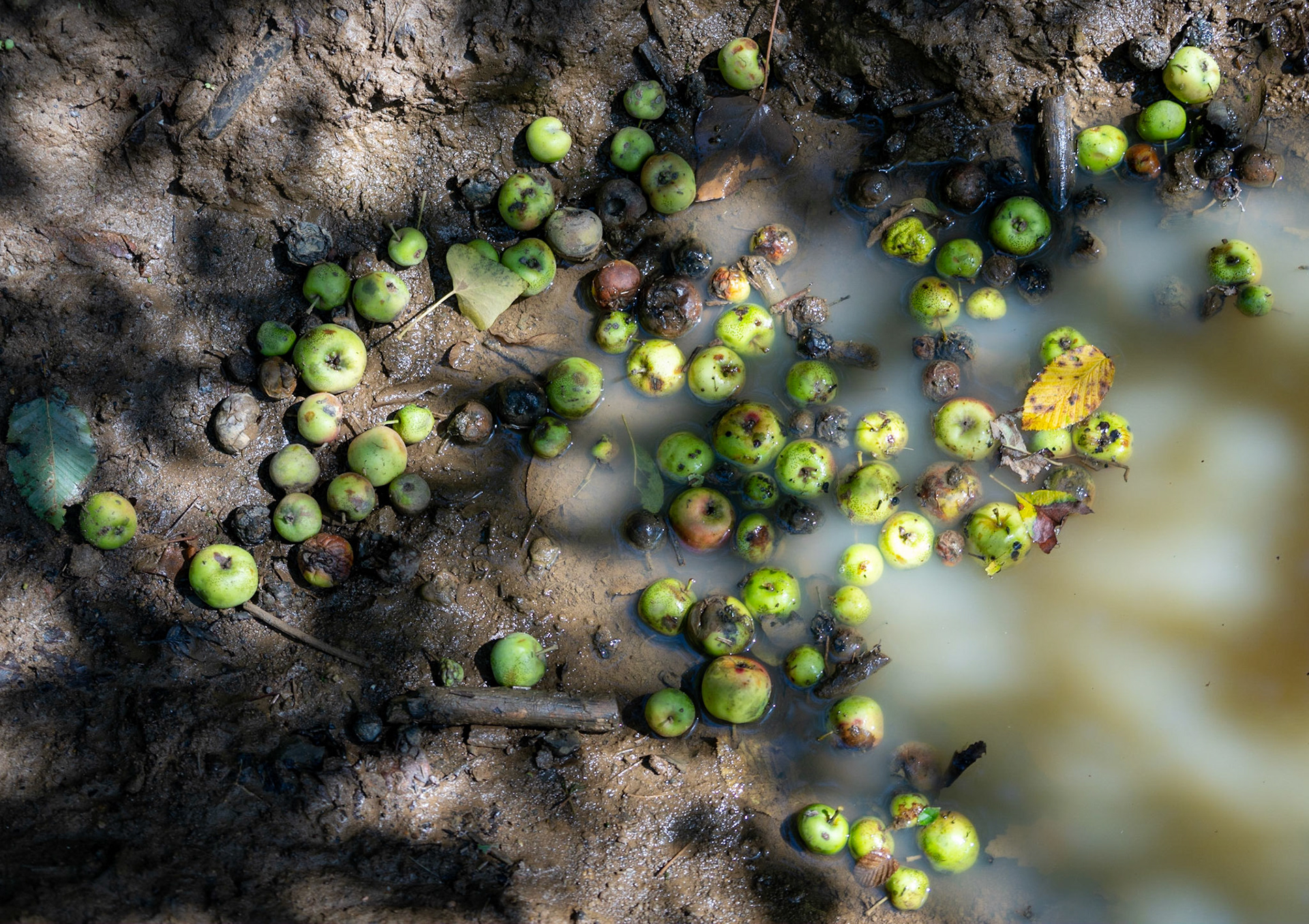Atdosun forest: crab apples