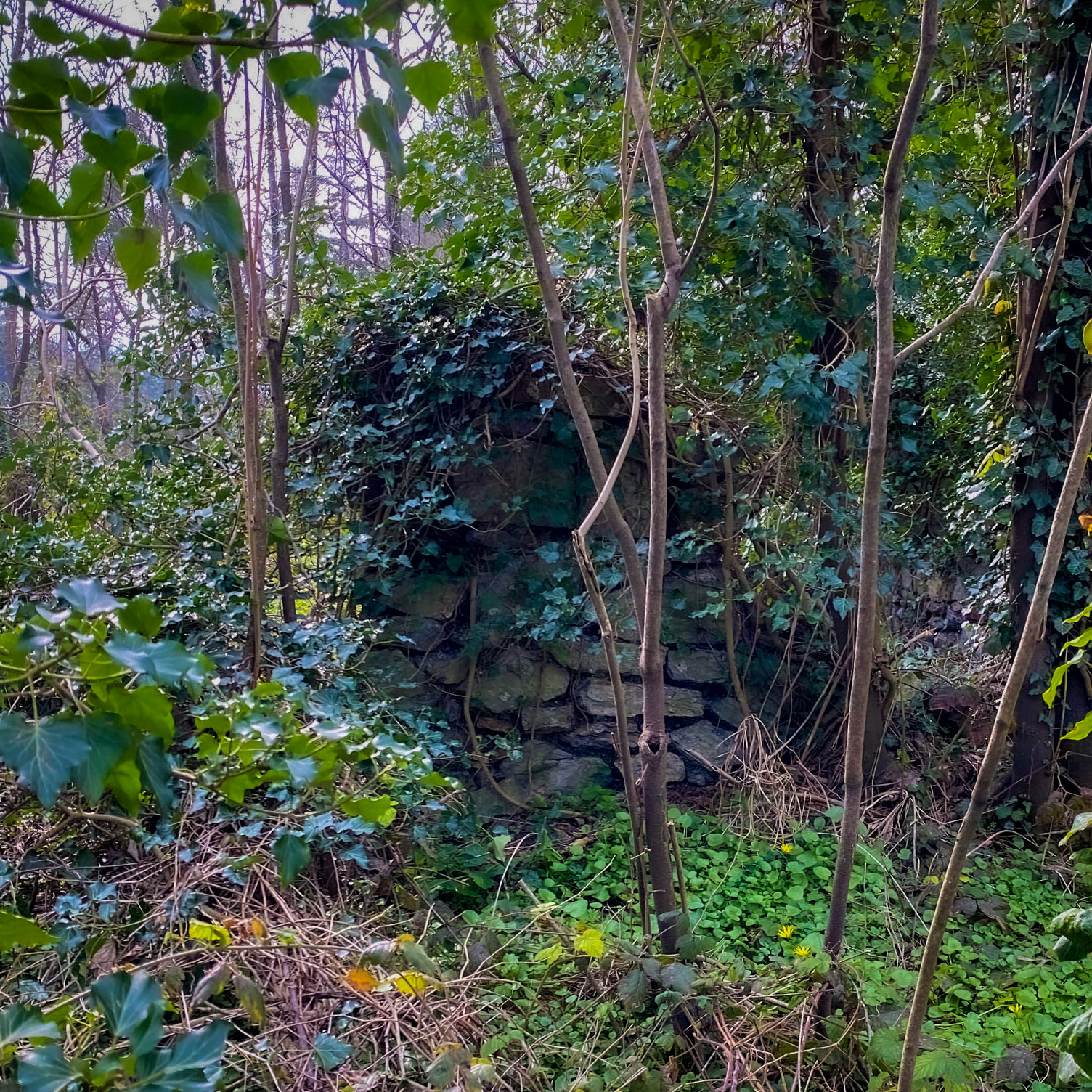 western Kirazlı wood: old structure hidden in the wood