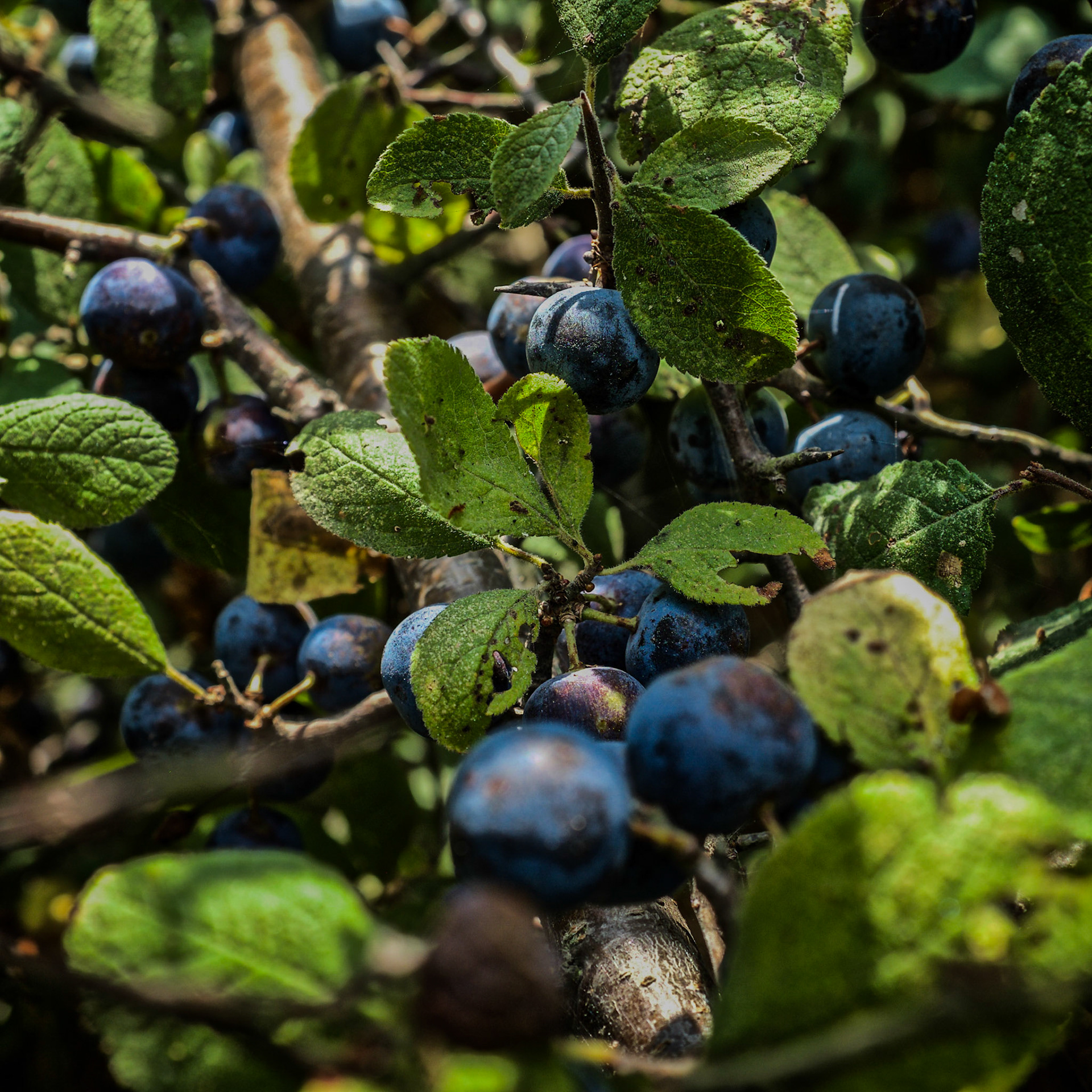 coming to Bathonea from the north: a strip of beatiful, old, lakeside woodland - blackthorn (sloe) fruits