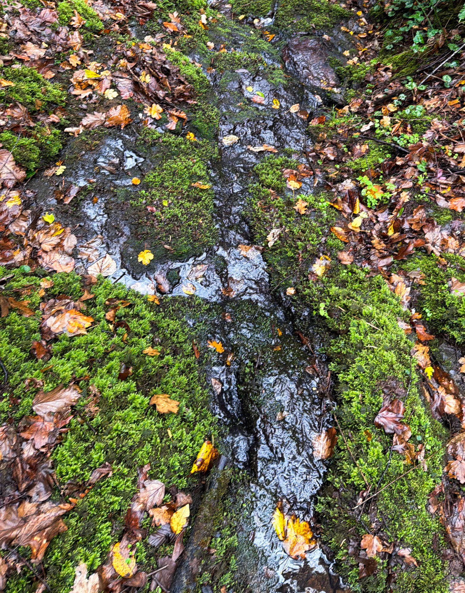 Ayhan Şahenk fores: mossy stream