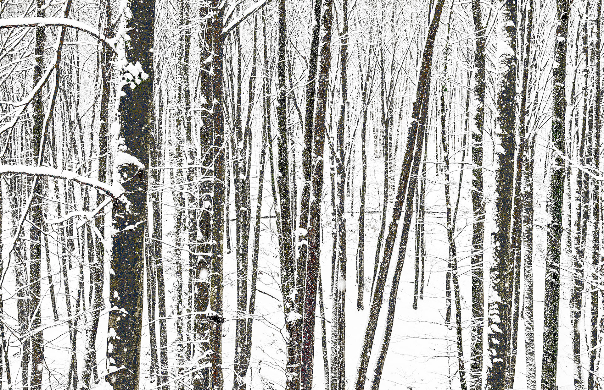 NE Belgrade Forest: still snowing!