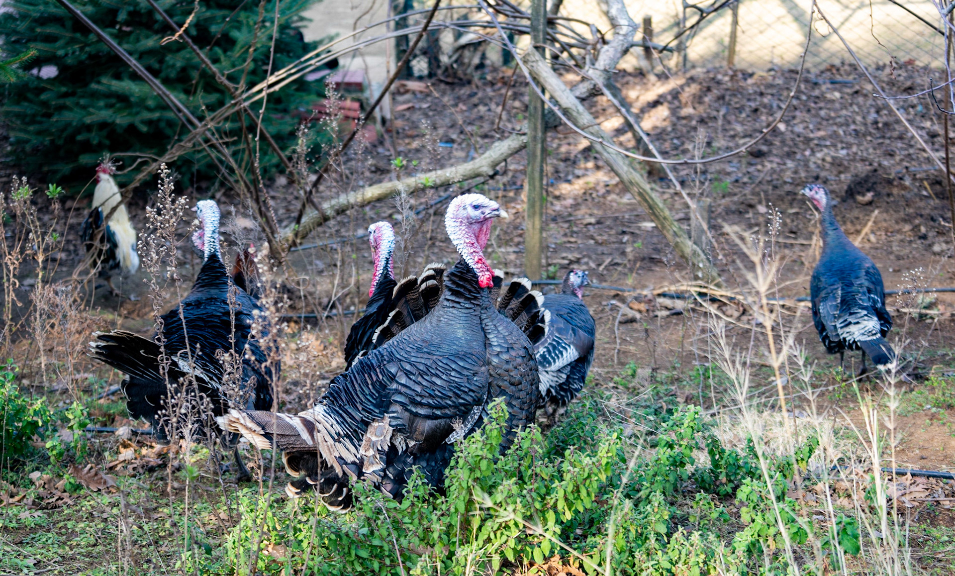 KYK wood: farmhouse turkeys