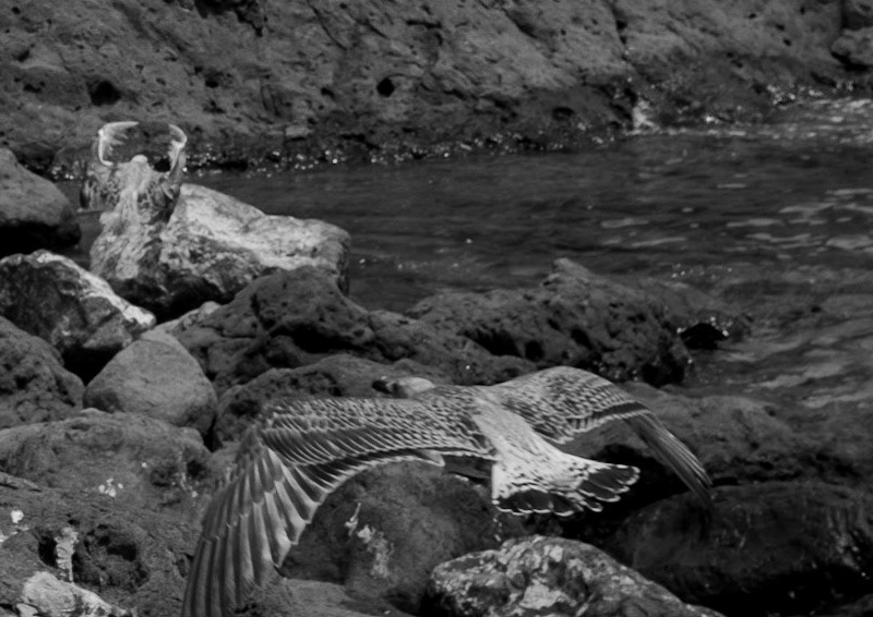 a low-flying gull under Rumeli Feneri's fortress