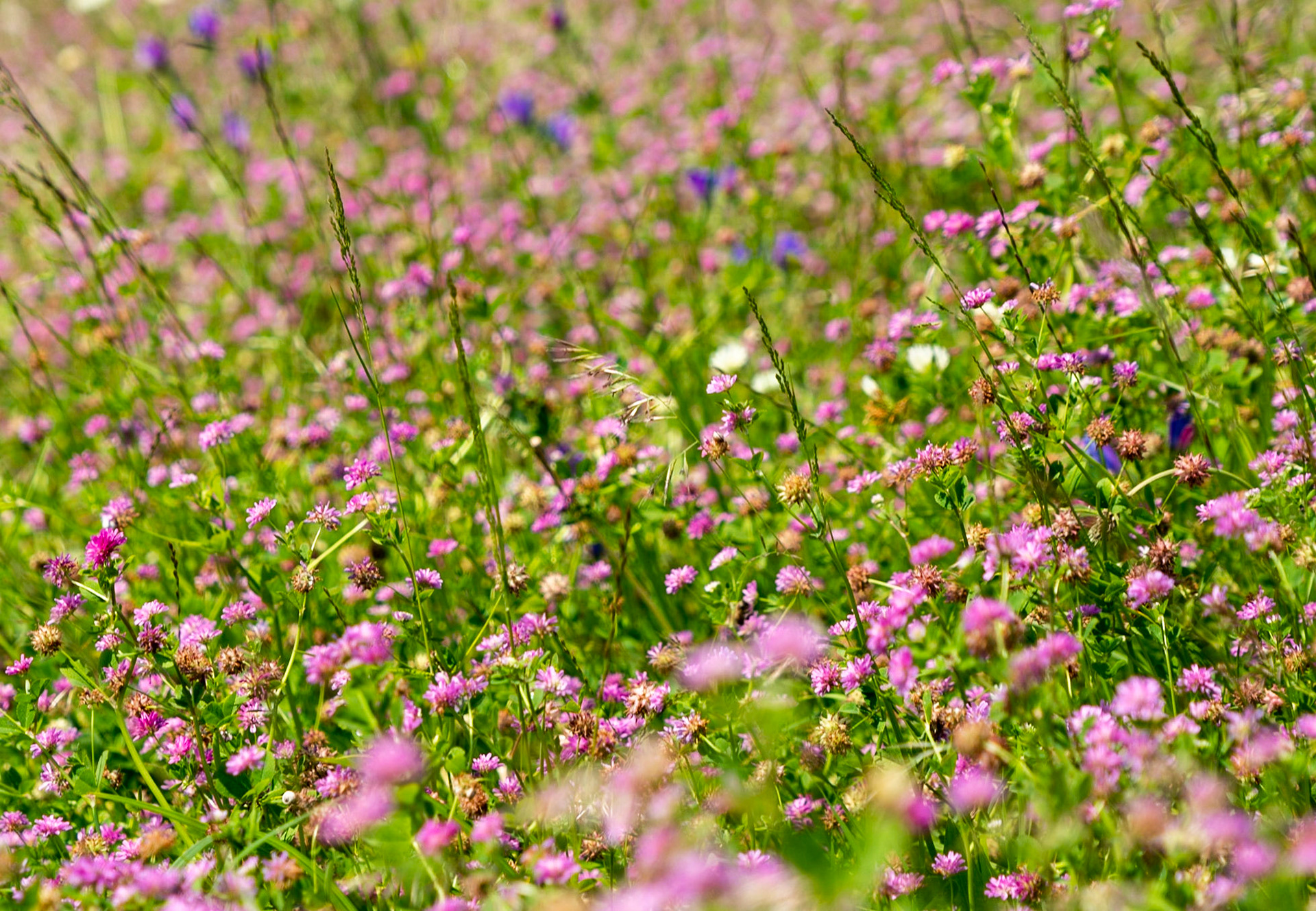 the northeastern Sazlıdere flower meadow: clover in flower