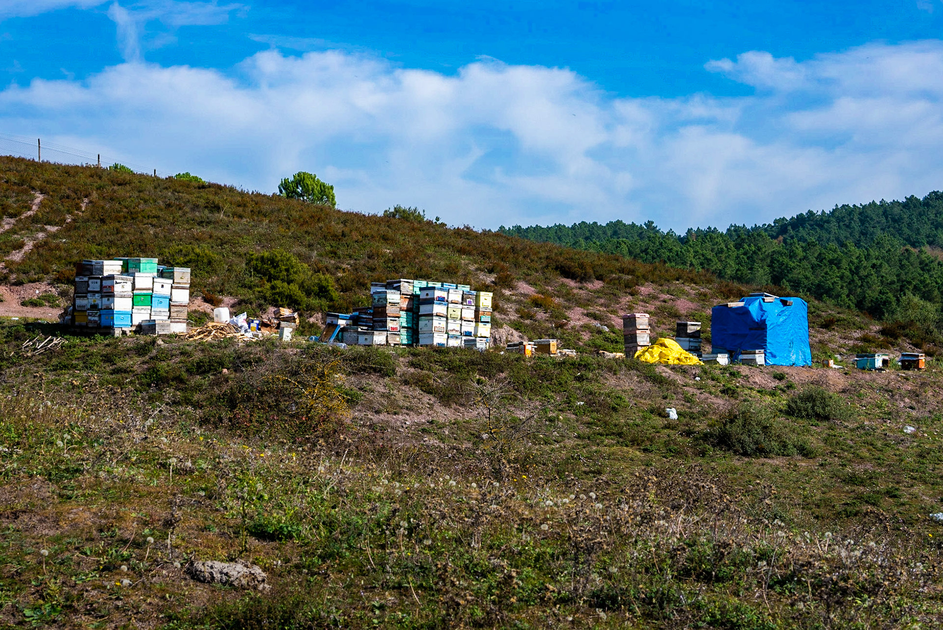 Nazik forest: stacks of hives