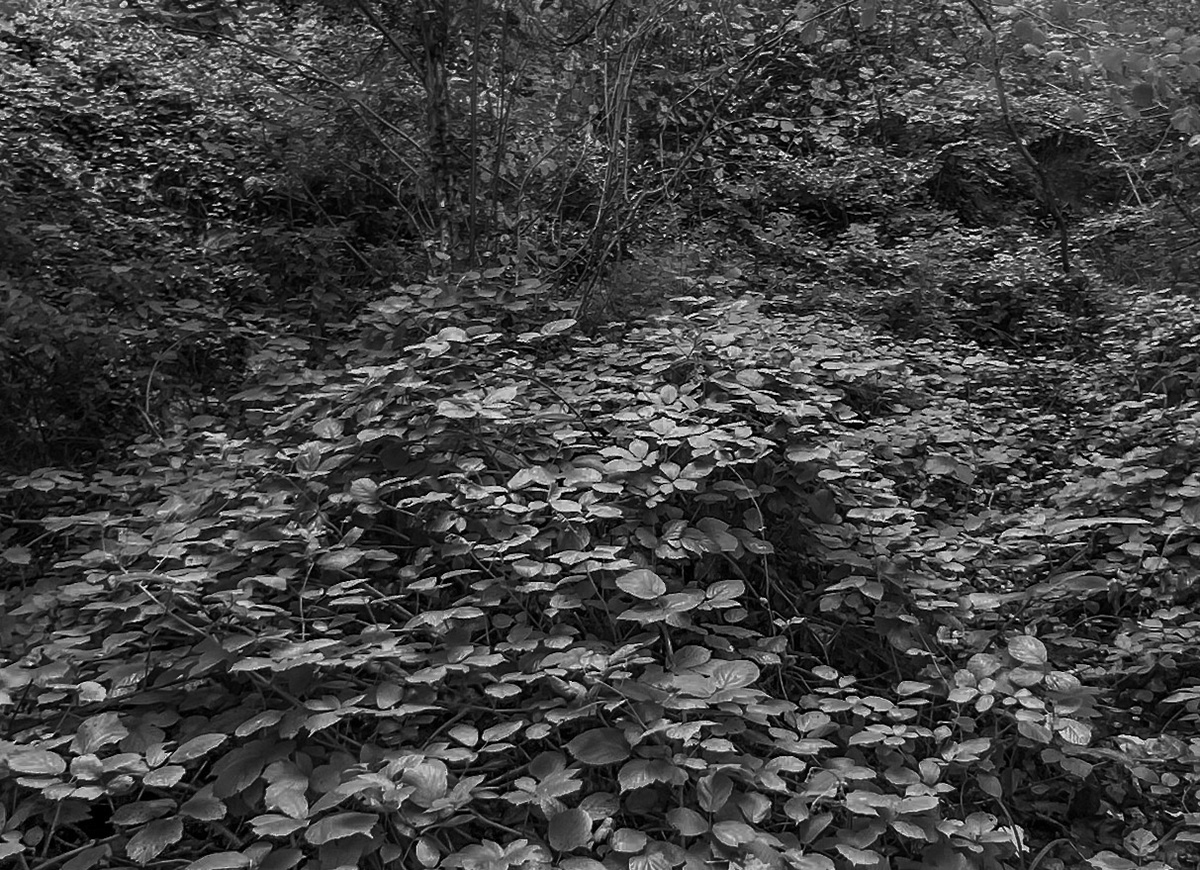 Deǧirmen forest: vegetation