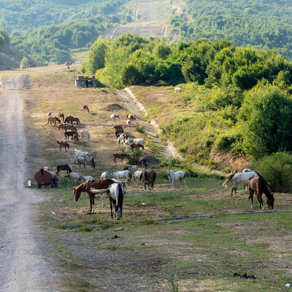 Ömerliköy watermain route: horses intended for Büyükada