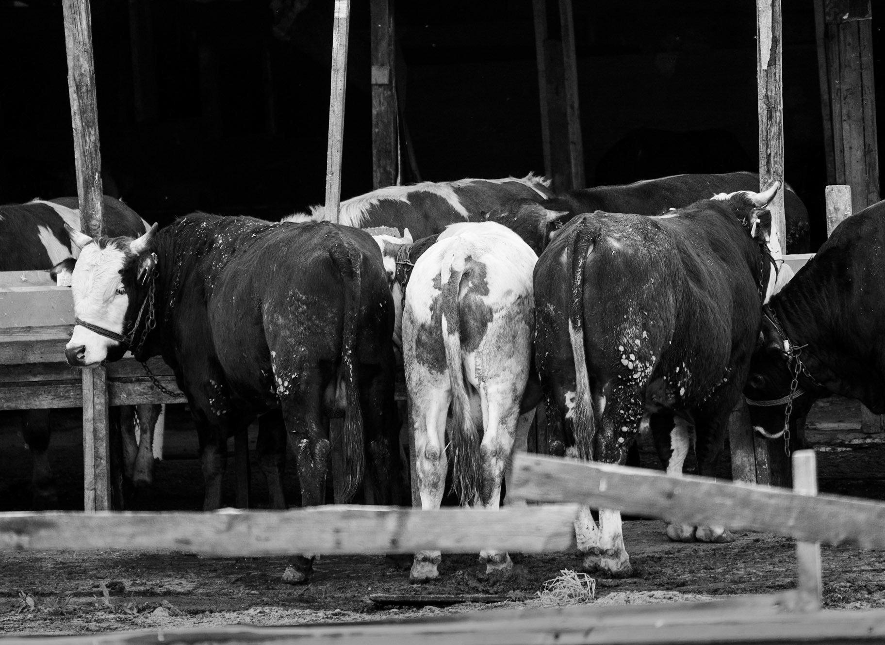 Sazlıdere river walk: closely-packed cows
