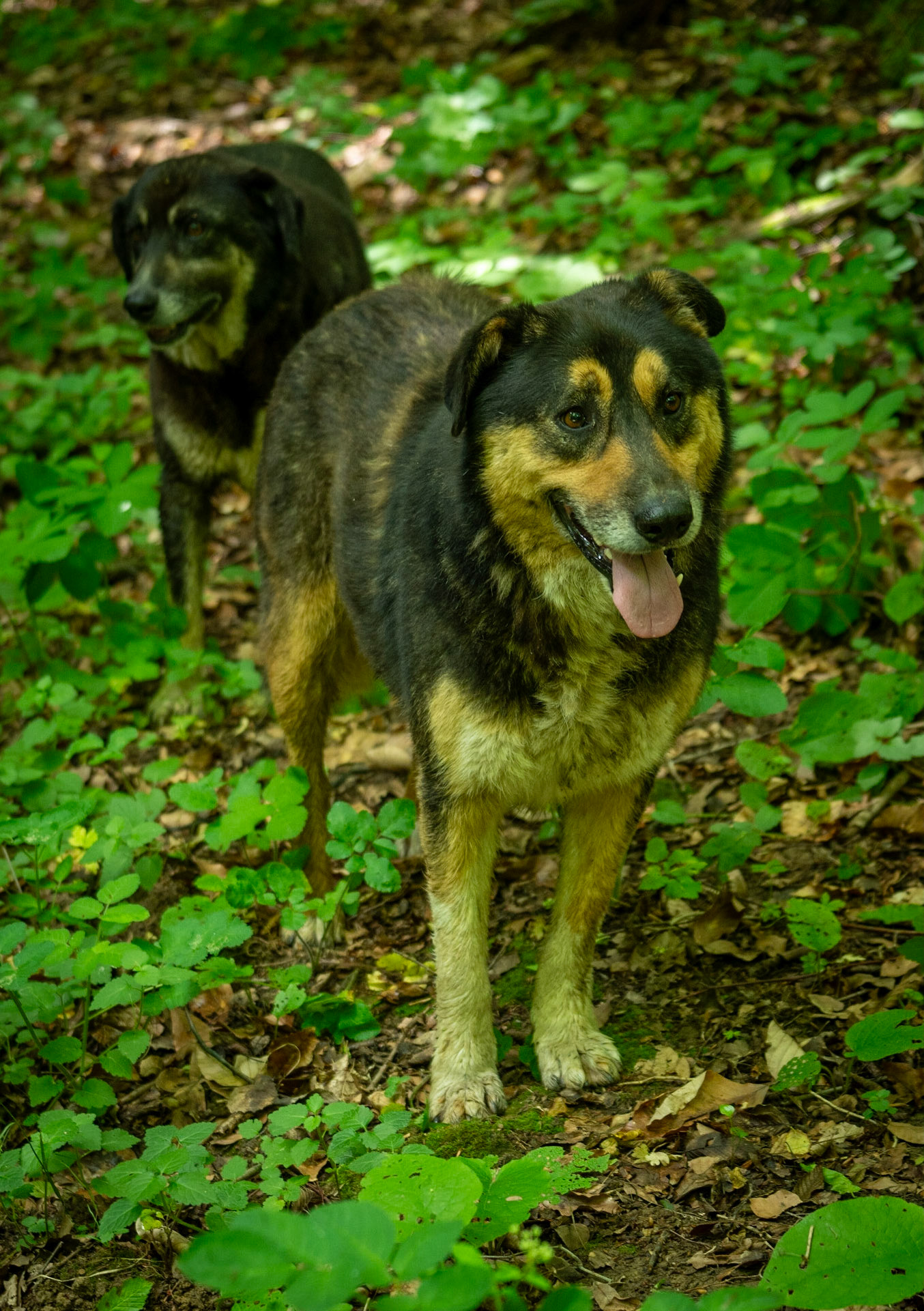 Zerzevatçı streamwalk: 2 of our daydogs
