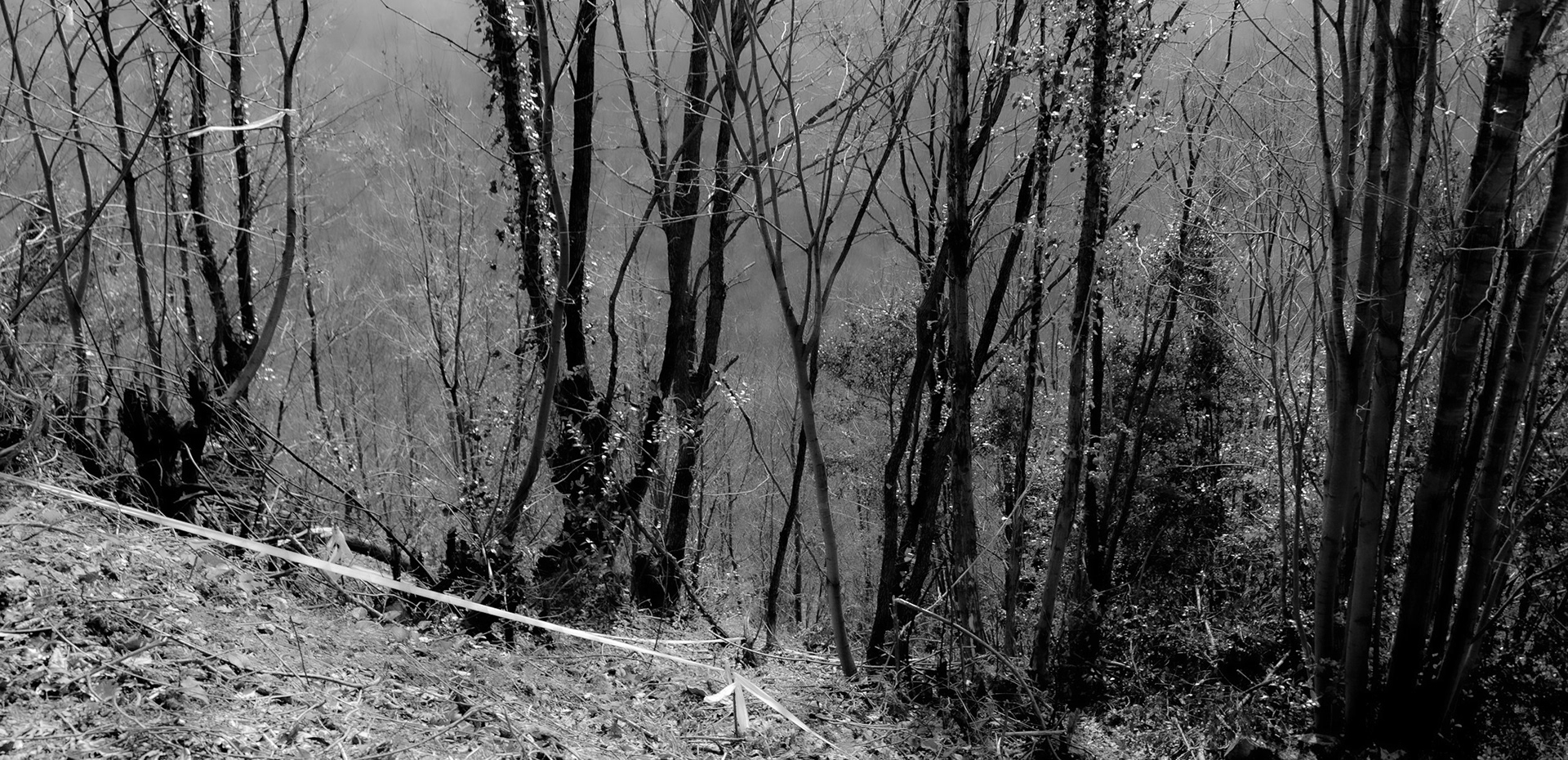 Kaymakdonduran woods: recently demarcated and cleared land