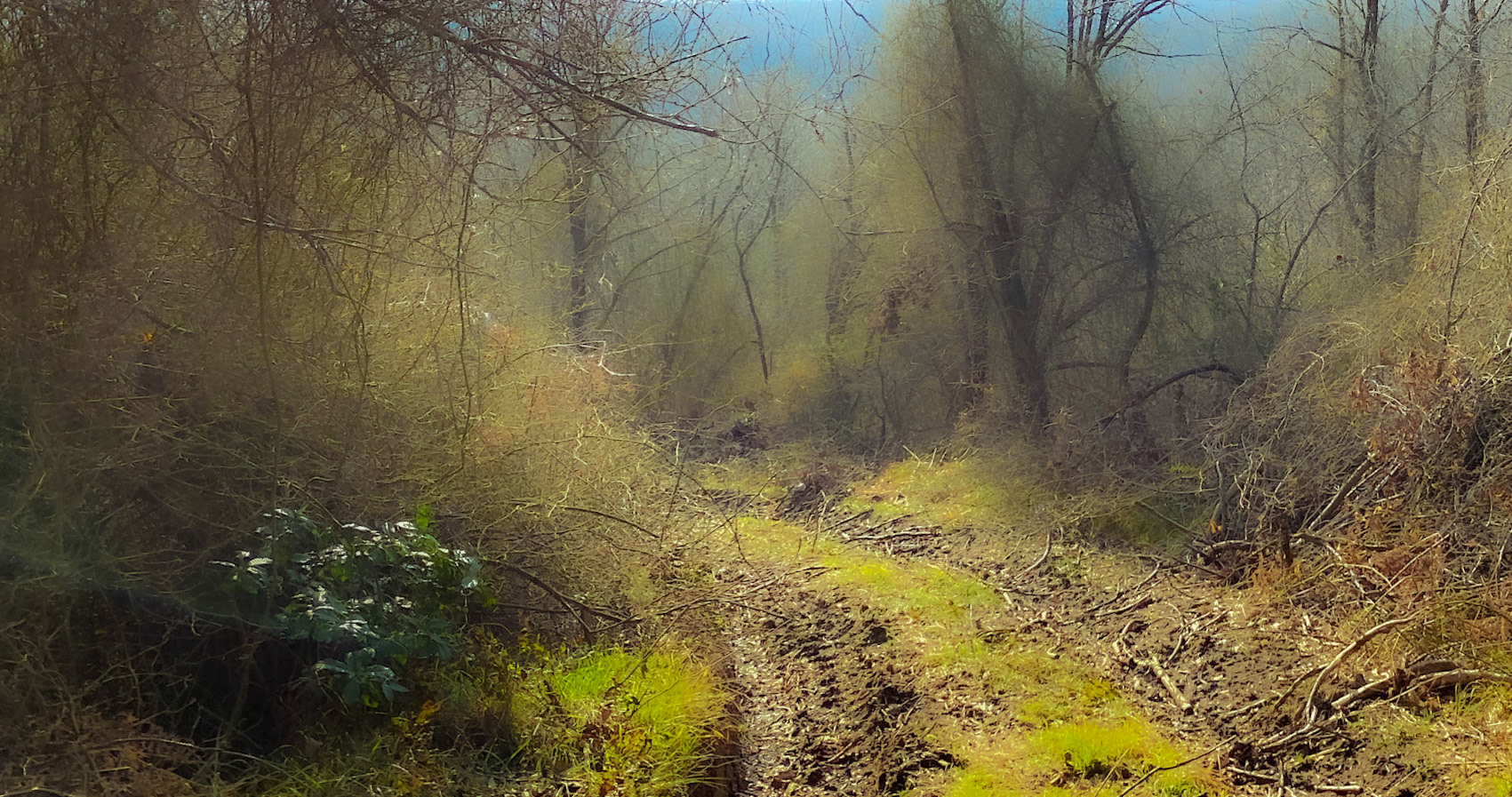 İshaklıköy forest: animated winter trees