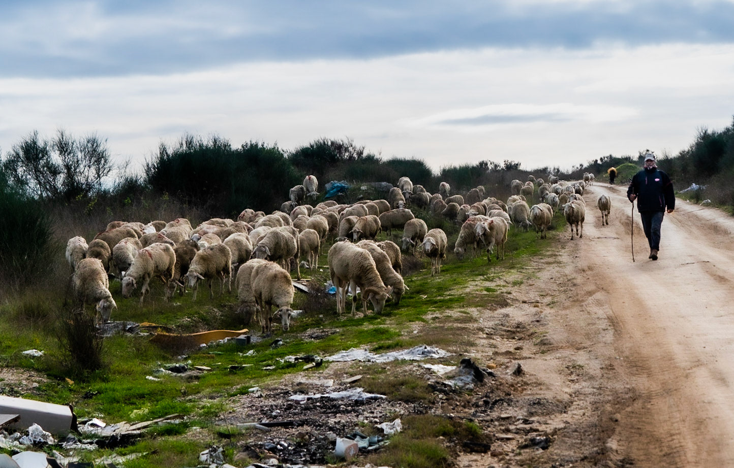 between Sazlıdere modern dam and speculators’ crest: a jovial shepherd and his flock