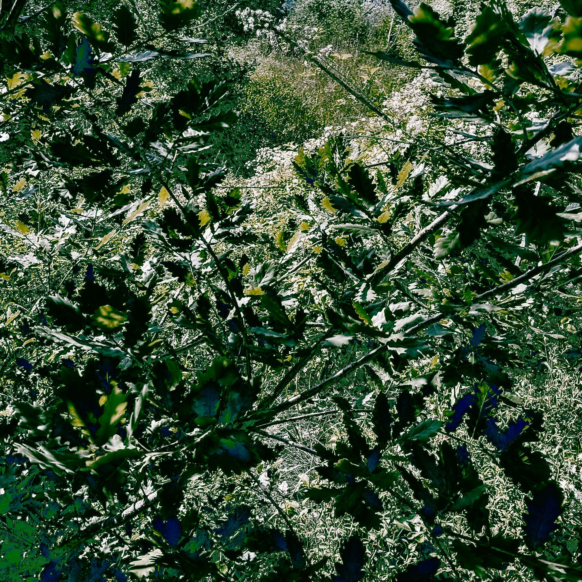 Kanlı reservoir: serrated leaves