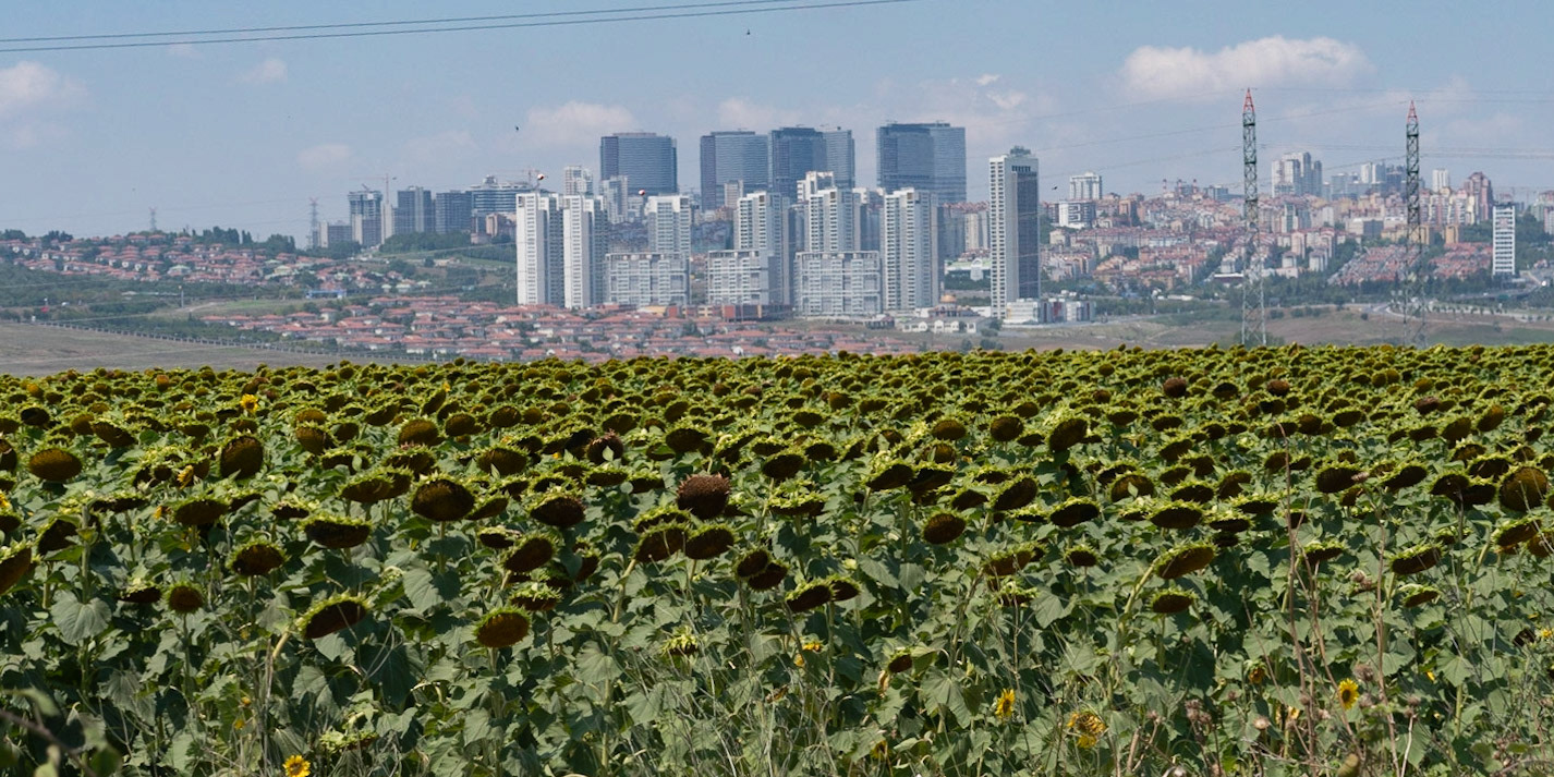 between northwestern Küçükçekmece marsh and Bathonea: a sunflower field with Tahtakale behind