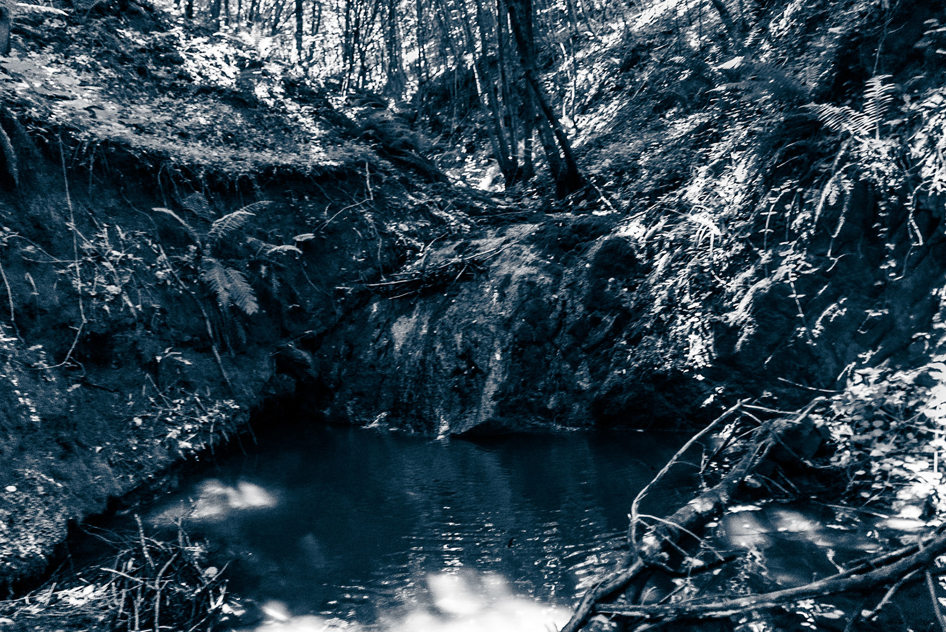 Ezili forest: hidden stream