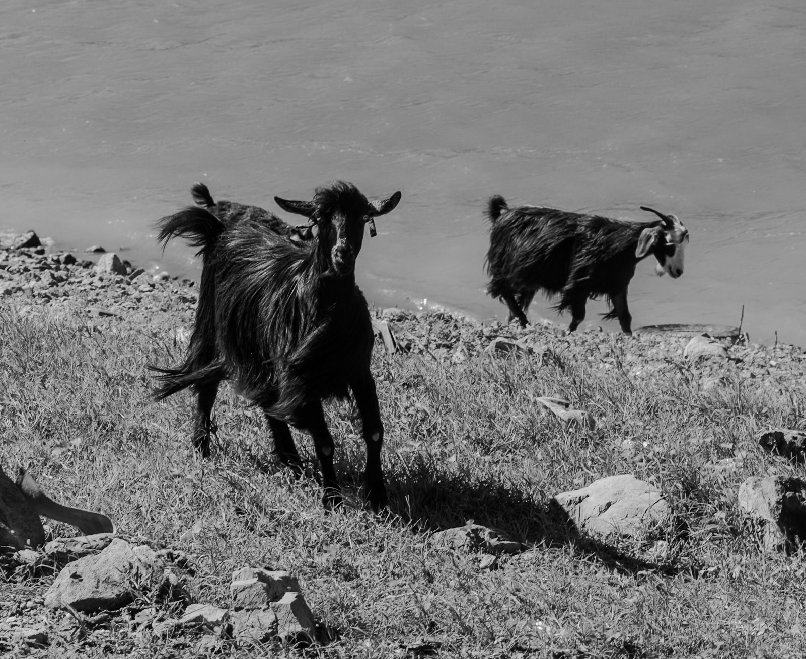 Paşaköy gorge: goats