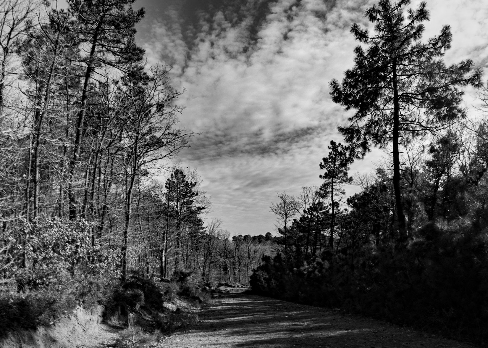 between Snowdrop woods and İmrahor swamp: forest, sky &amp; track
