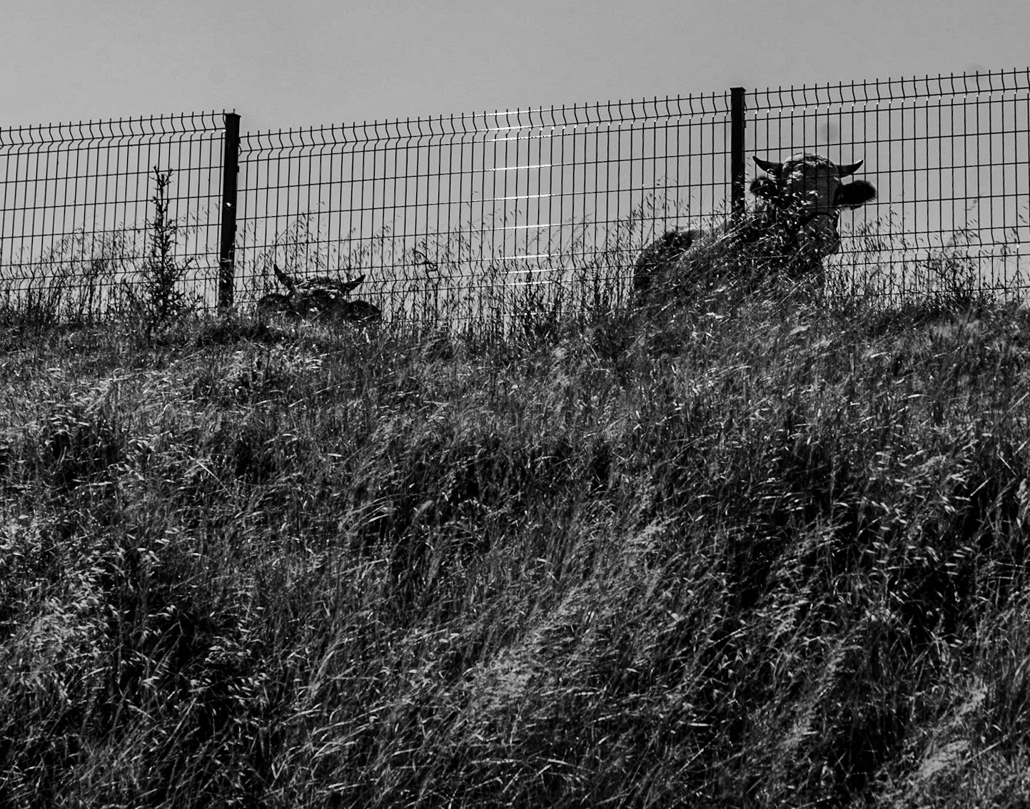Çayǧız Deresi: horned cattle behind a fence