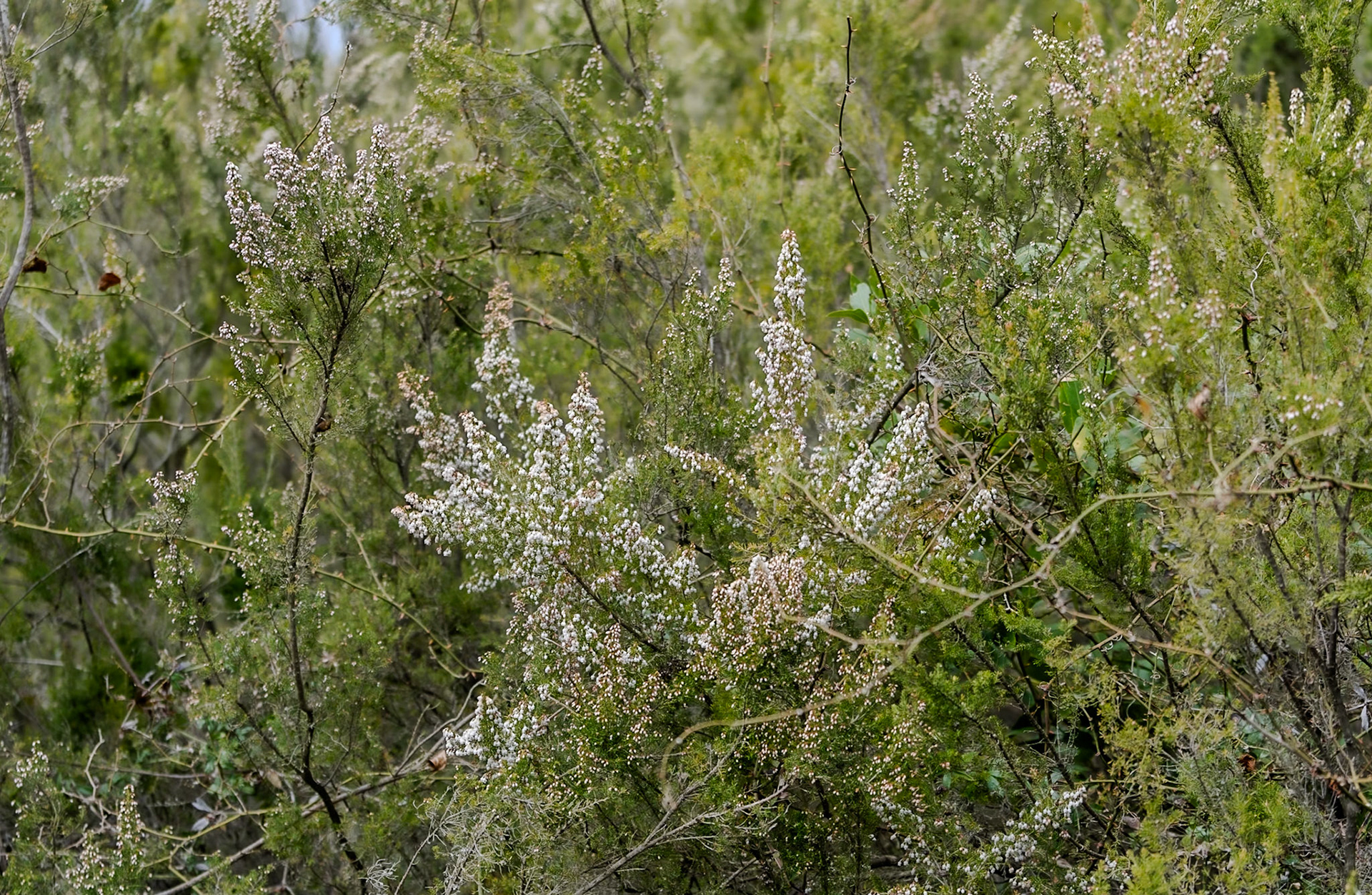 Acaristan wall nature walk: heather in flower