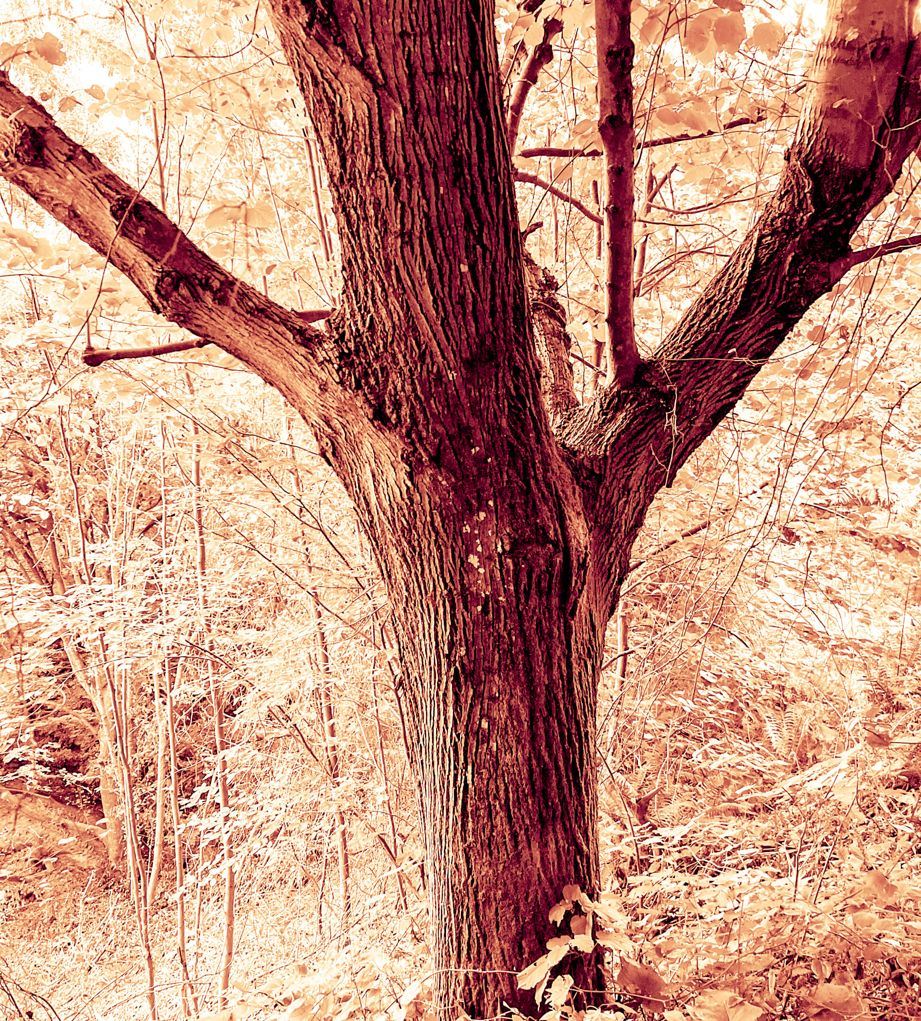 Kozlu stream: older tree