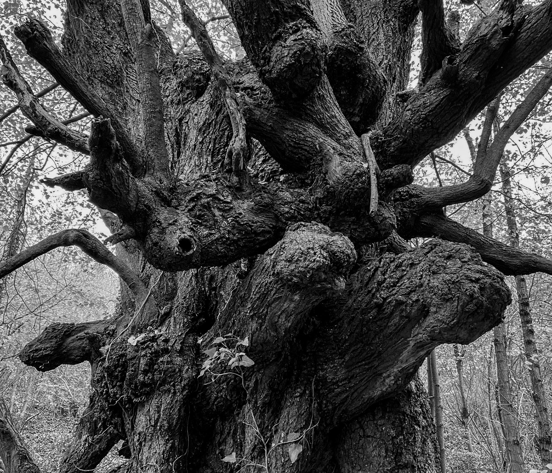 Alibahadır western forest stream valley: ancient tree