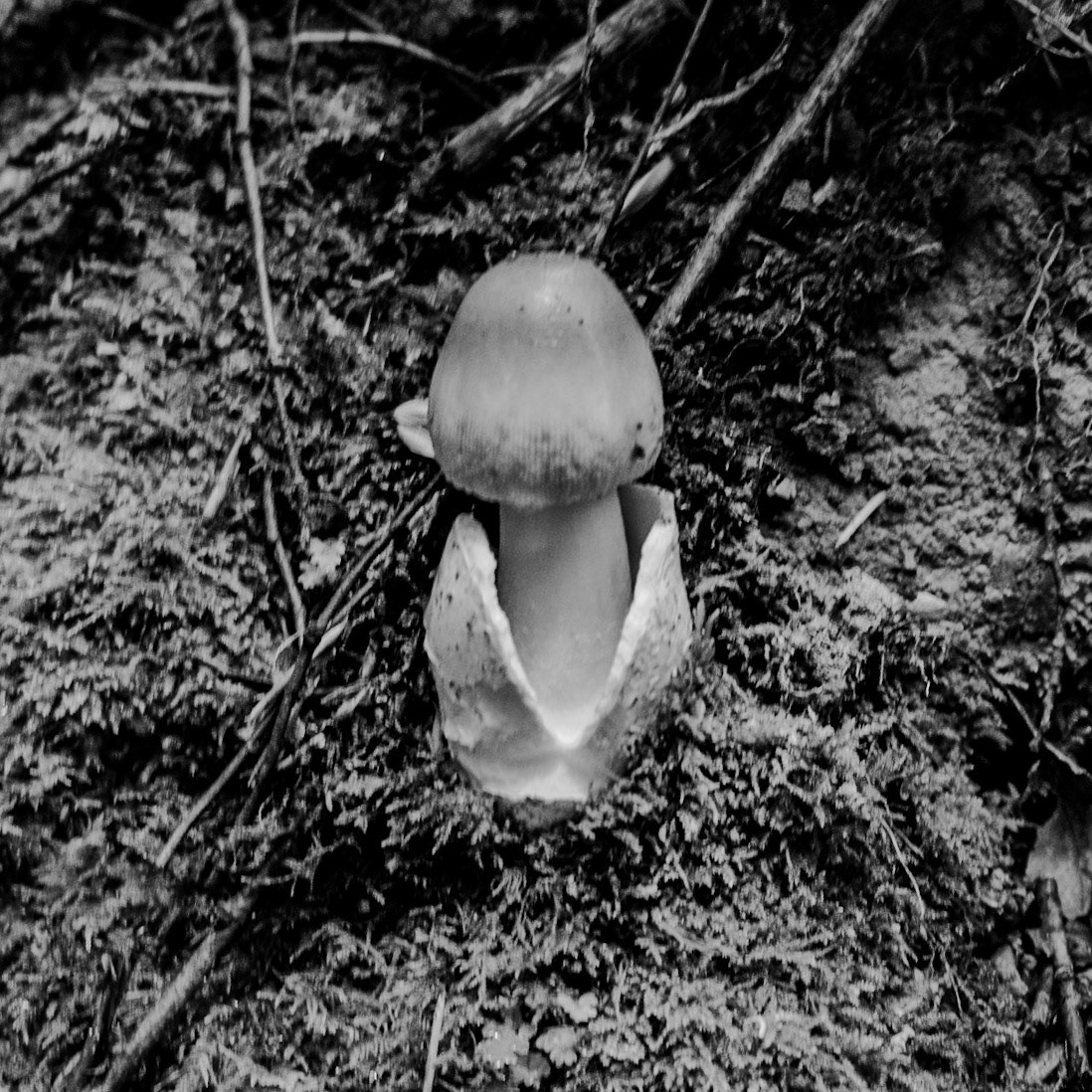Zerzevatçı streamwalk: toadstool