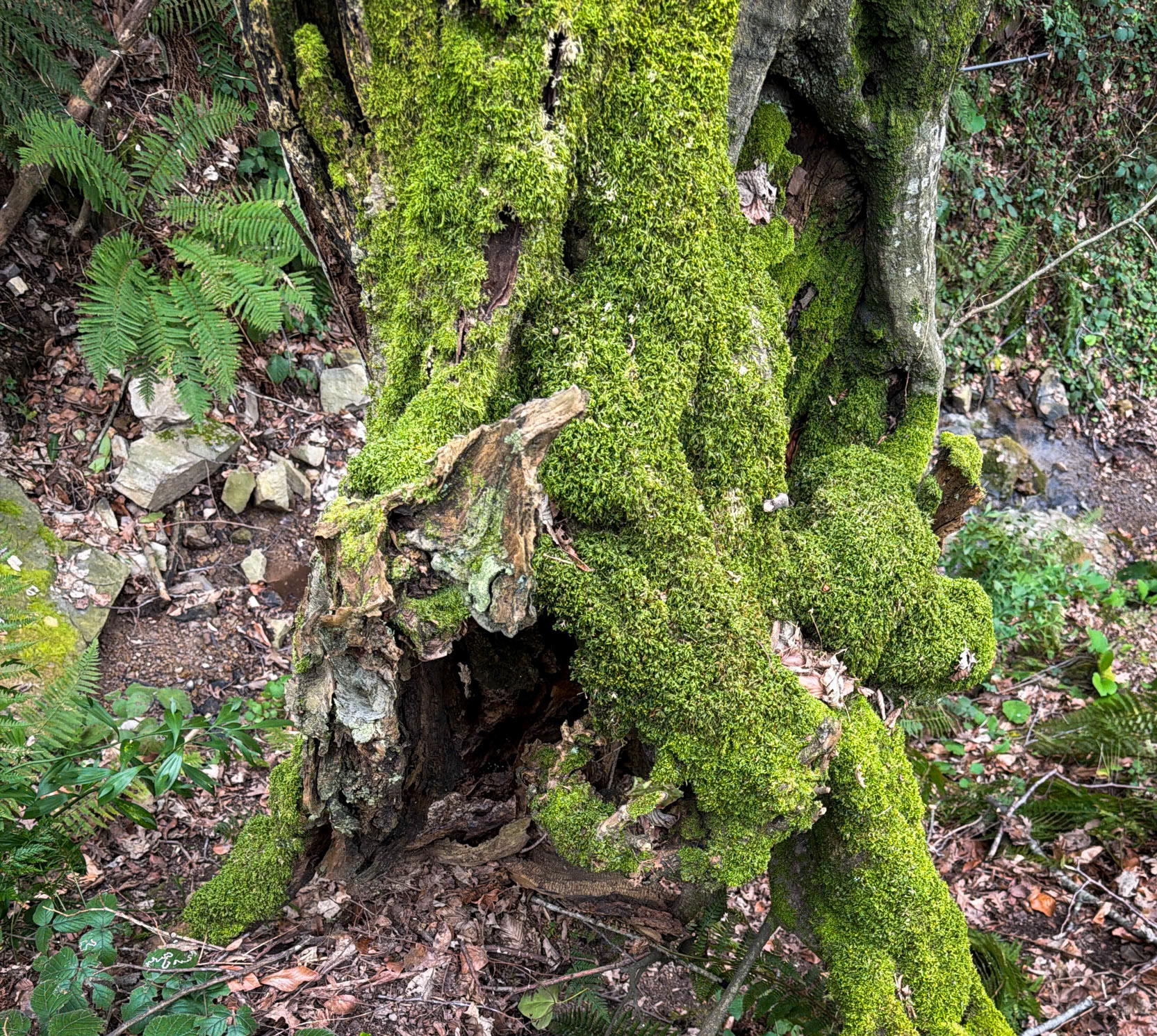 Dolap stream descent: mossy old tree