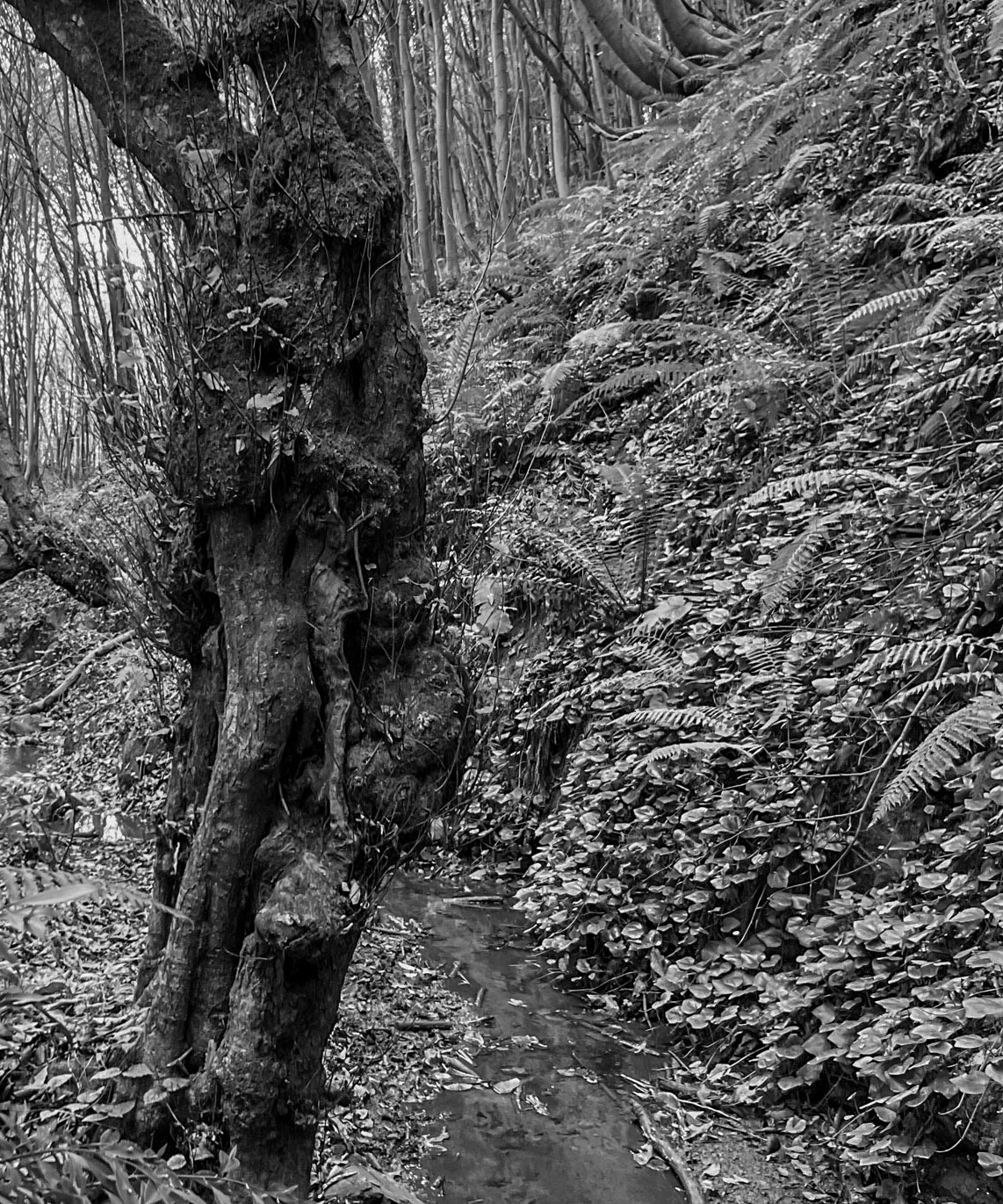 Zerzevat east streamwalk: old tree