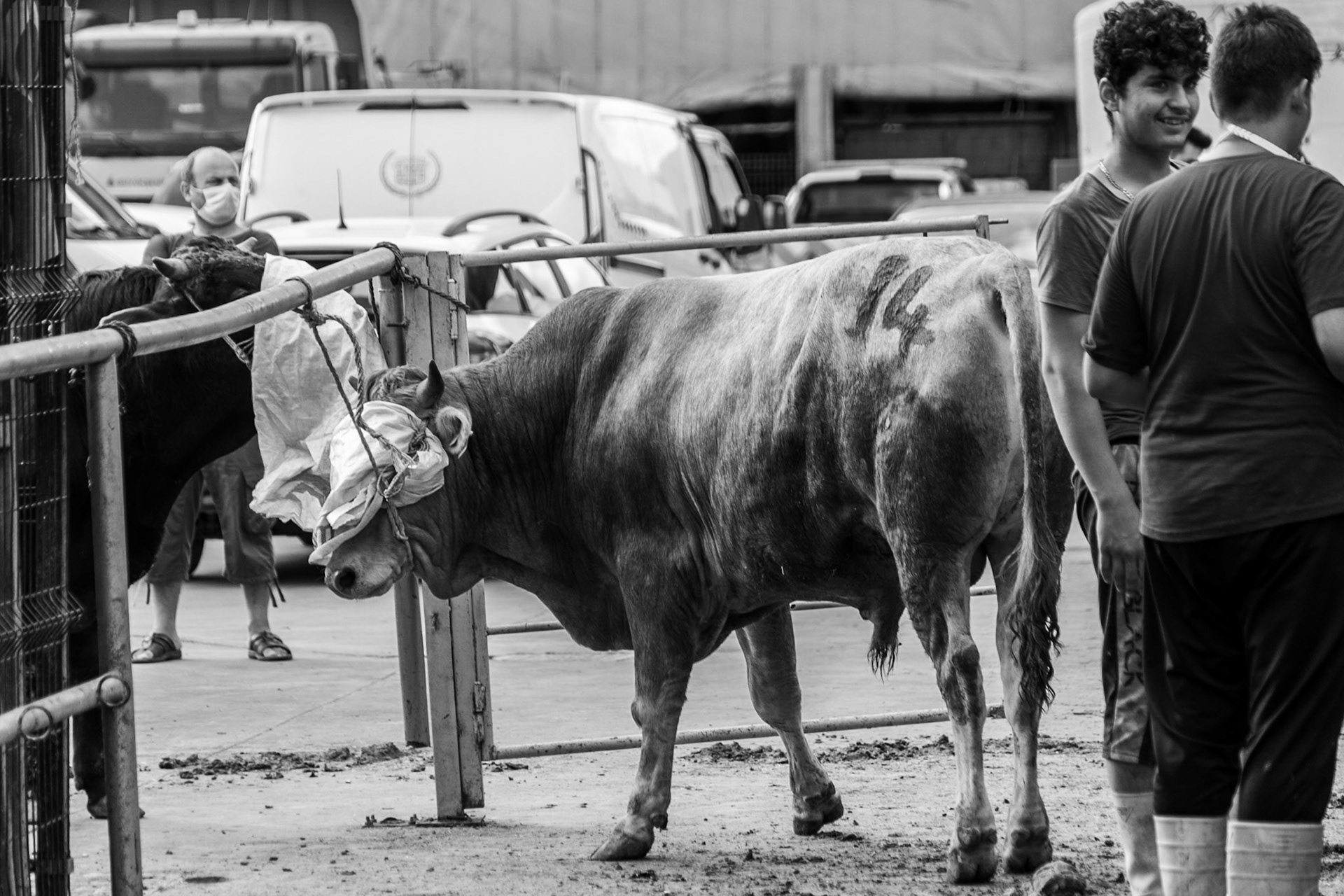 Alibeyköy Kurban Satış ve Kesim Alanı: bullock tied at the top of death row
