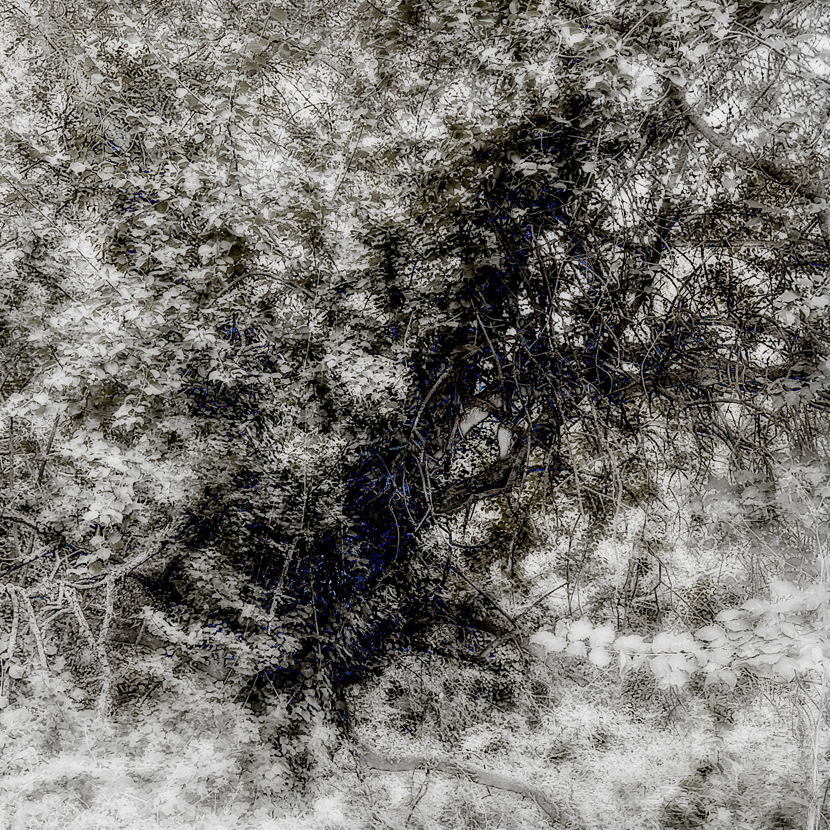 between Bathonea mid and north: a tree